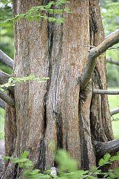 《洛克人EXE合集》2023年发售 支持中文